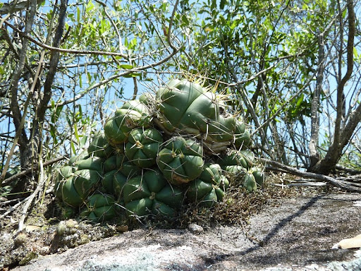 Gymnocalycium horstii - Imagen 7