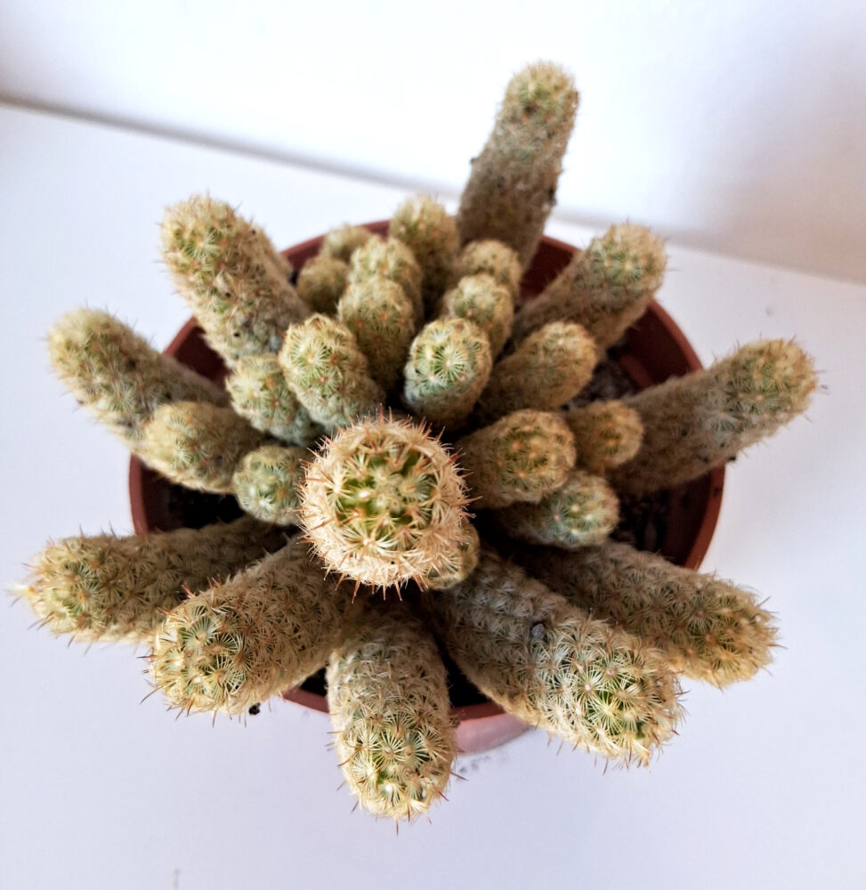 Mammillaria elongata - Imagen 3