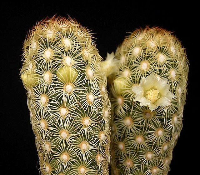 Mammillaria elongata - Imagen 4