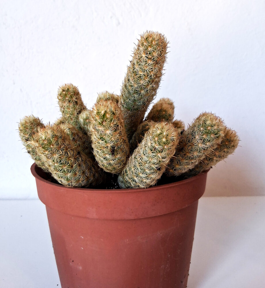 Mammillaria elongata