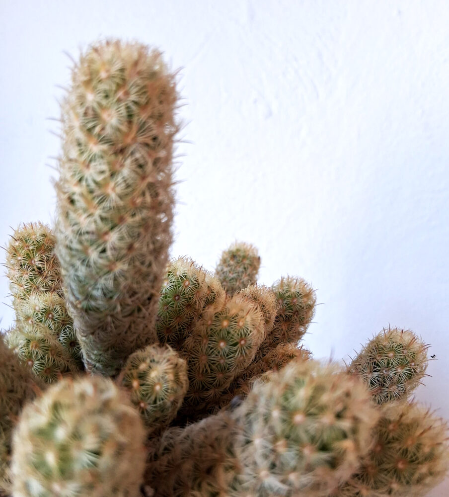 Mammillaria elongata - Imagen 2