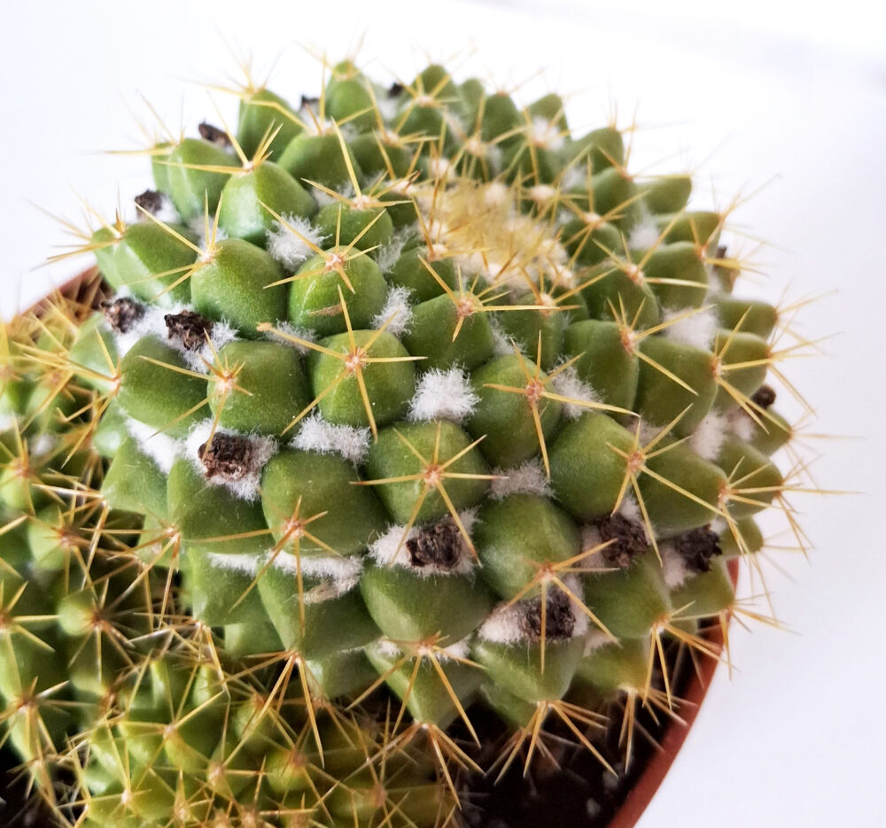 Mammillaria marksiana - Imagen 3