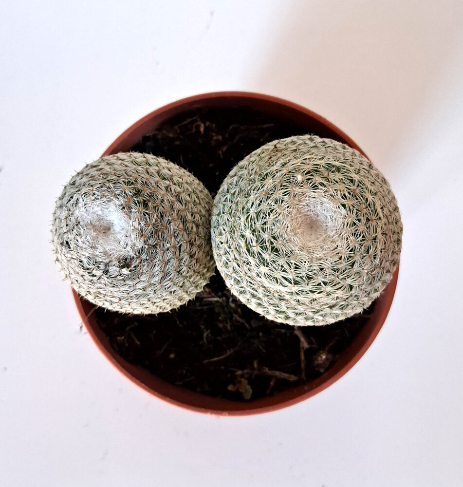 Mammillaria perbella - Imagen 3