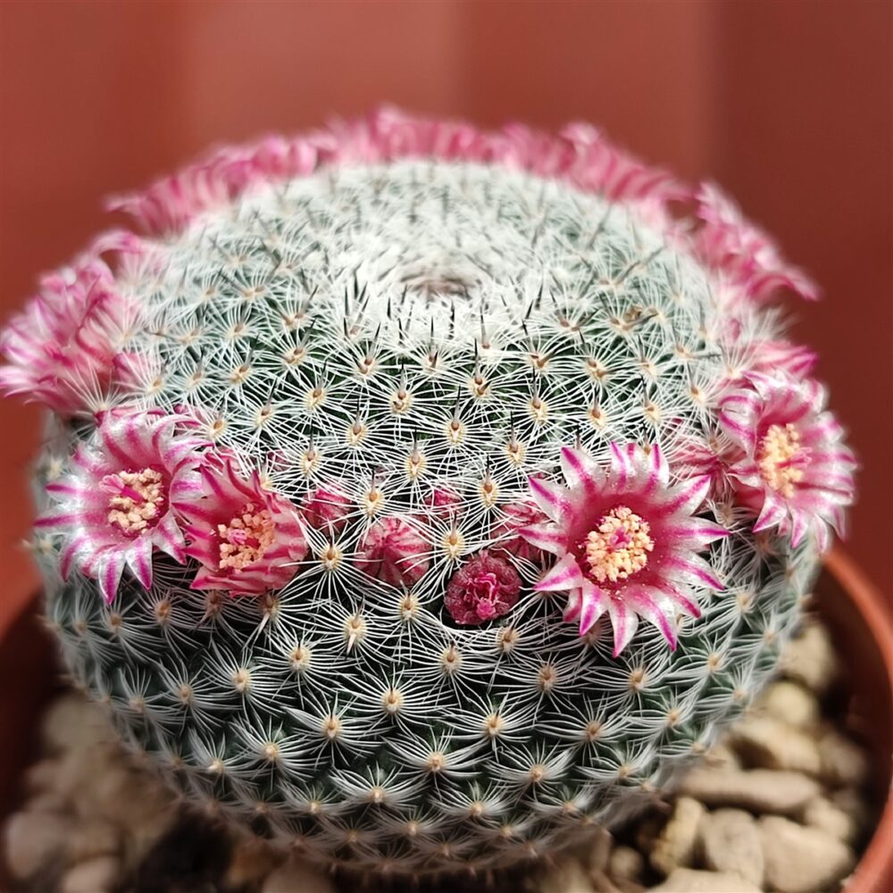 Mammillaria perbella - Imagen 4