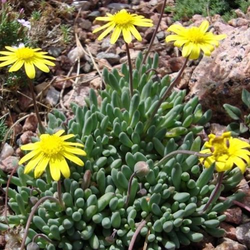 Othonna capensis - Imagen 3