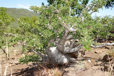 Pachypodium saundersii - Imagen 5