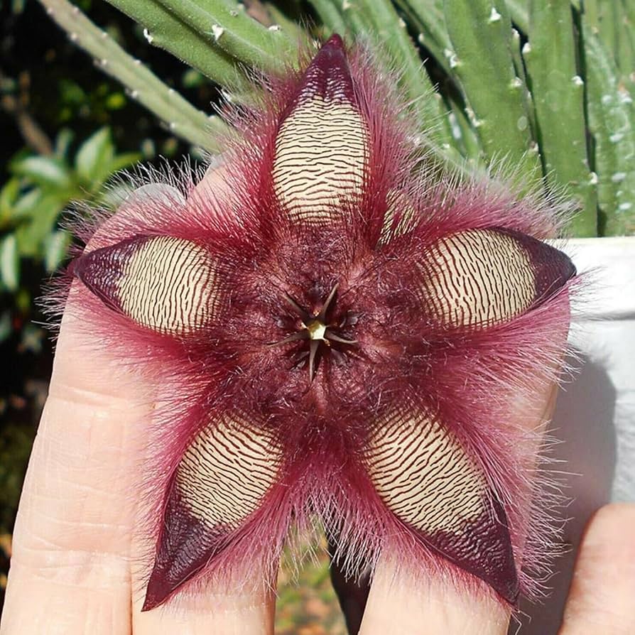 Stapelia hirsuta