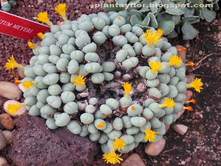 Conophytum meyeri - Imagen 5