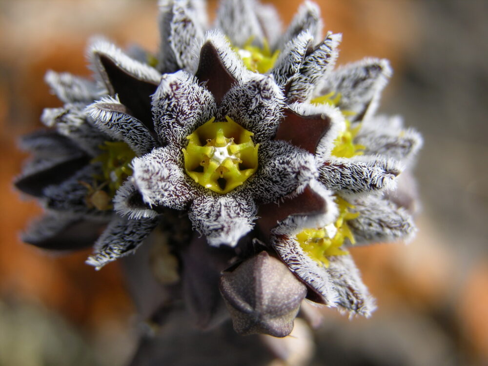 Caralluma burchardii