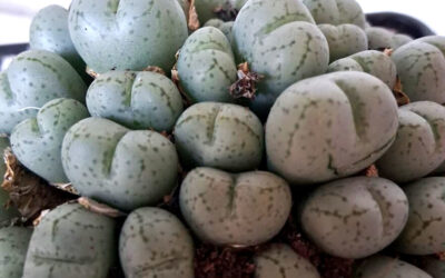 Plantas de colección