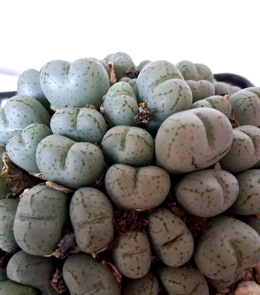 Conophytum meyeri - Imagen 3