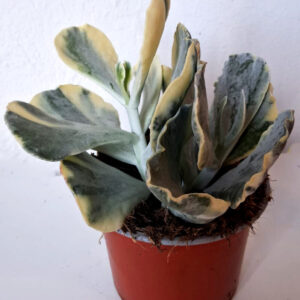 Cotyledon orbiculata var. mucronata variegata