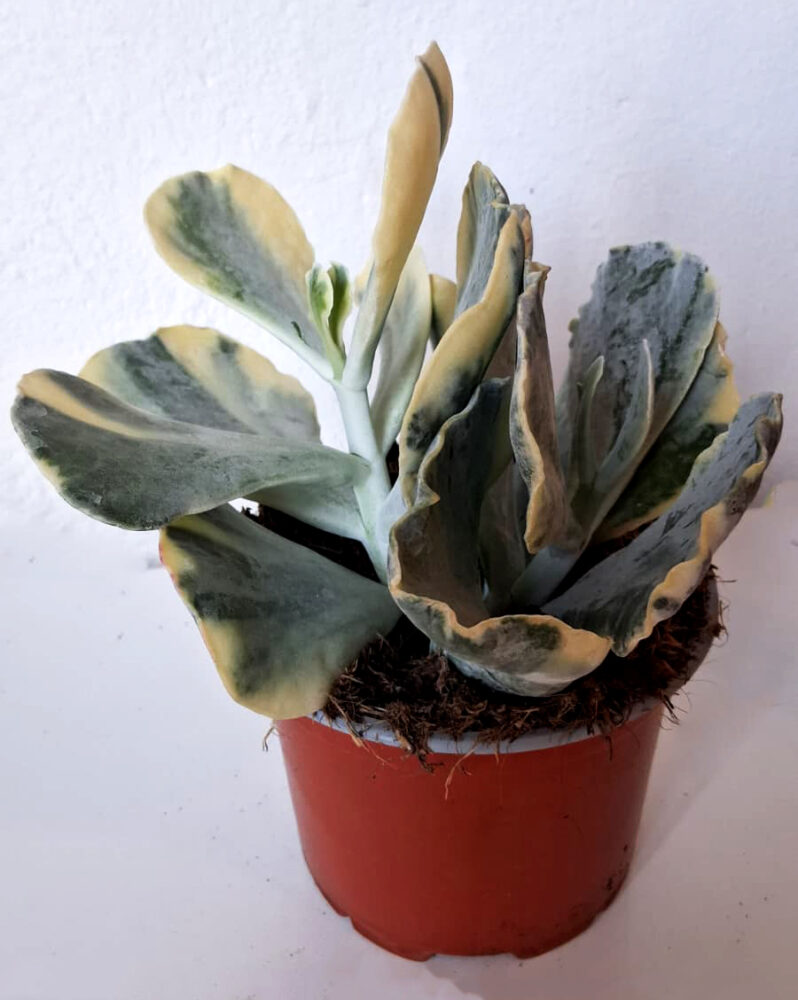 Cotyledon orbiculata var. mucronata variegata