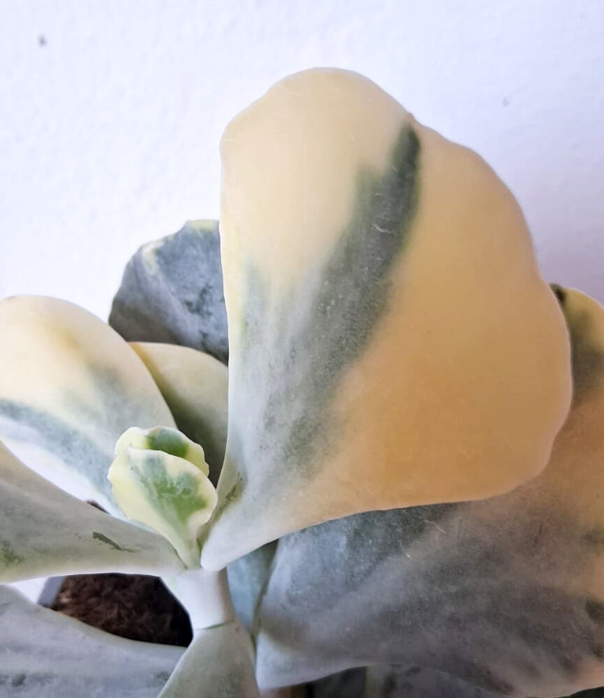 Cotyledon orbiculata var. mucronata variegata - Imagen 3