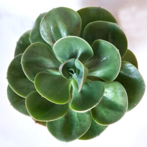 Echeveria mandala