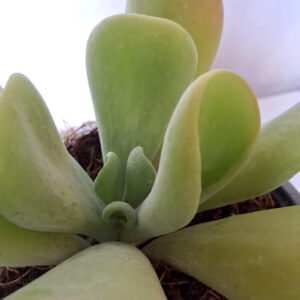 Kalanchoe luciae oricula