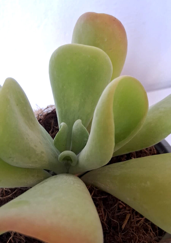 Kalanchoe luciae oricula - Imagen 2