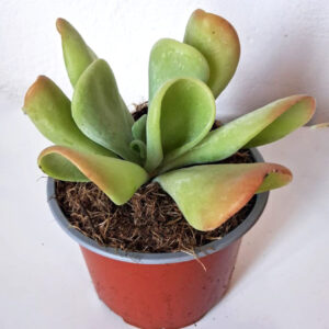 Kalanchoe luciae oricula
