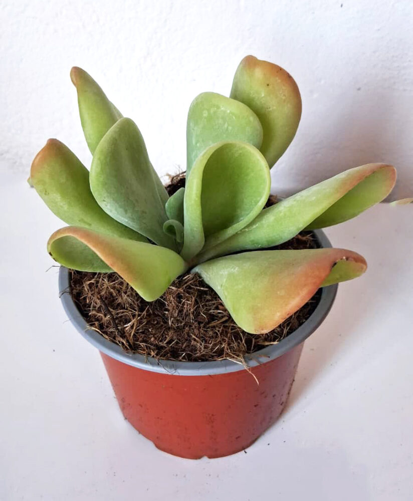 Kalanchoe luciae oricula
