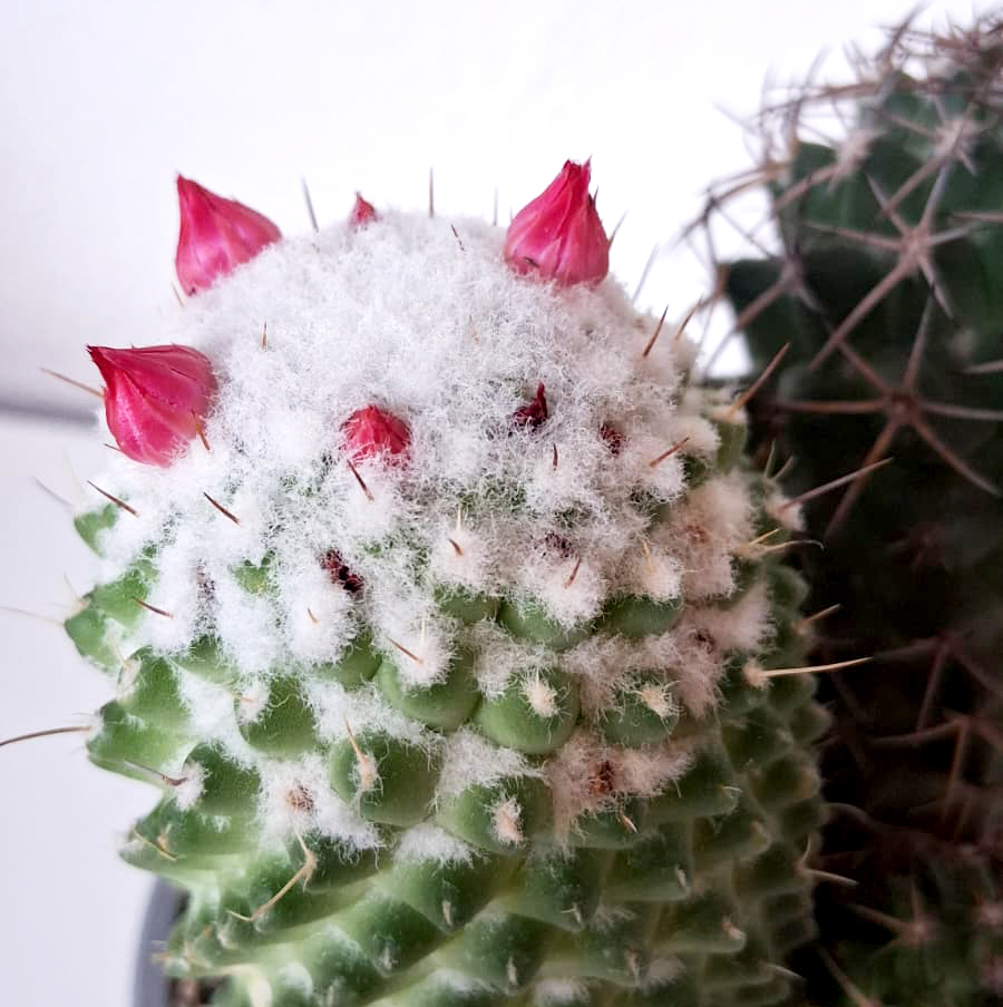 Mammillaria polythele - Imagen 4