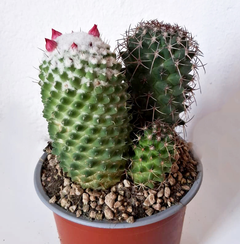 Mammillaria polythele