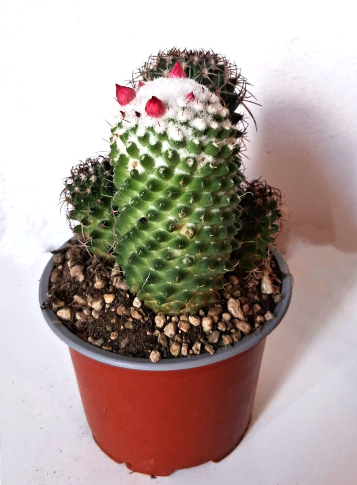 Mammillaria polythele - Imagen 3