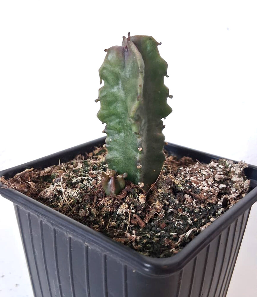 Caralluma burchardii - Imagen 2