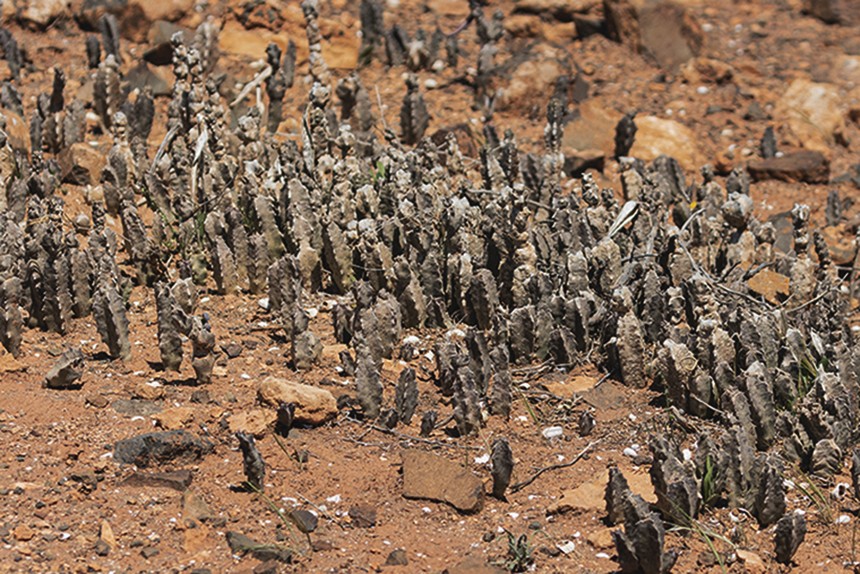 Caralluma burchardii - Imagen 4