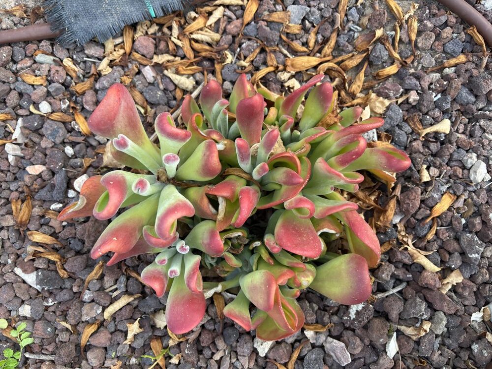 Kalanchoe luciae oricula - Imagen 3