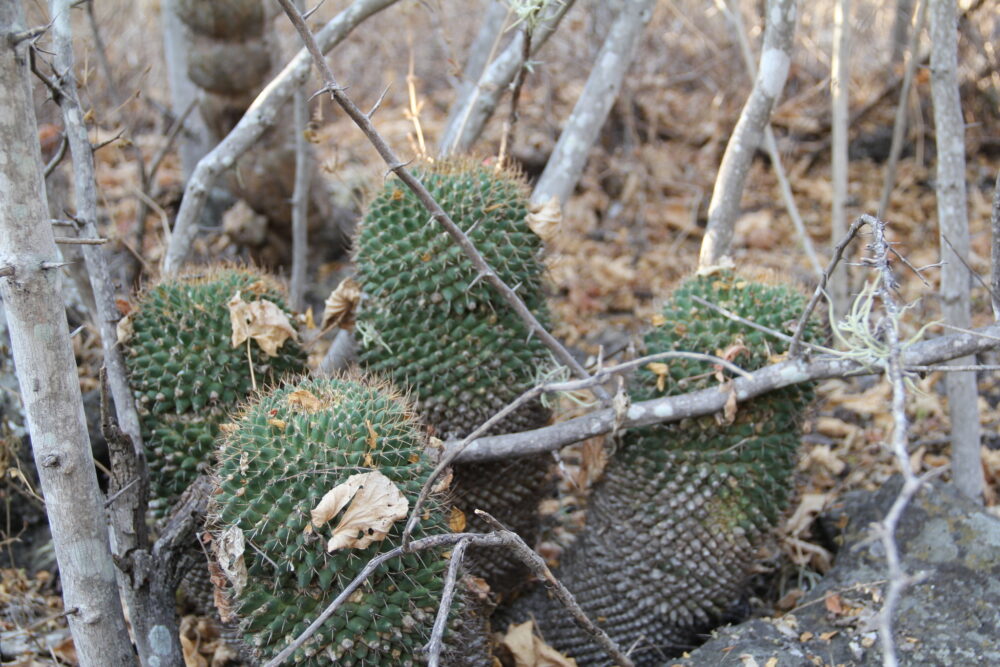 Mammillaria polythele - Imagen 6
