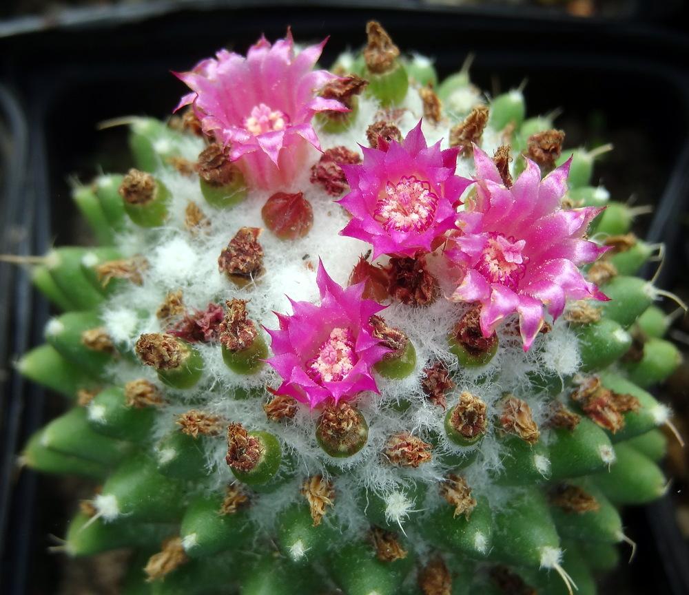 Mammillaria polythele - Imagen 5