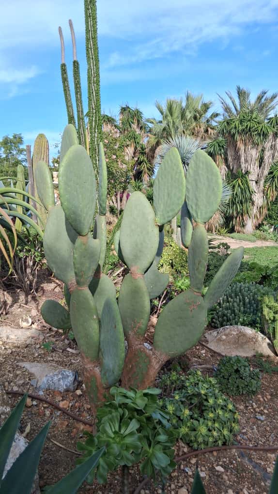 Opuntia titania - Imagen 4
