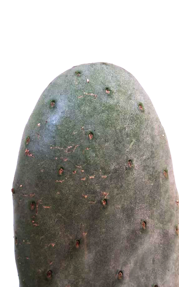 Opuntia titania - Imagen 2