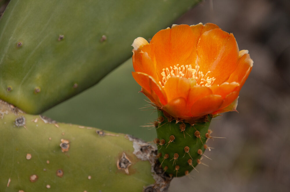Opuntia titania - Imagen 3